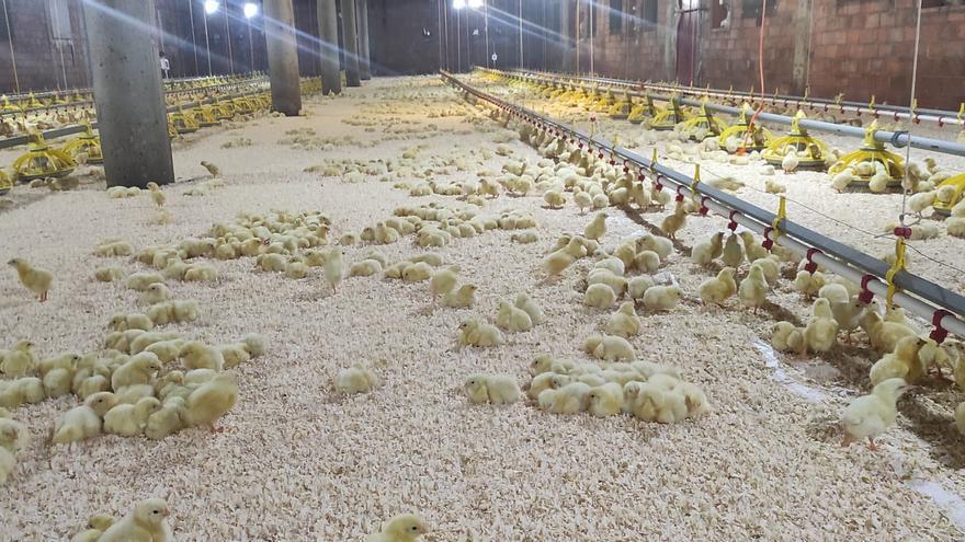 Las granjas avícolas aragonesas se blindan contra la gripe aviar