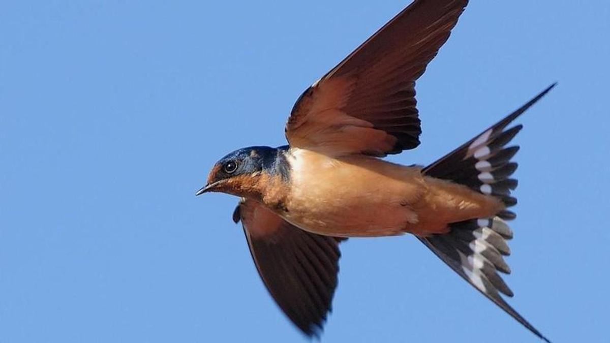 Una golondrina común en vuelo.