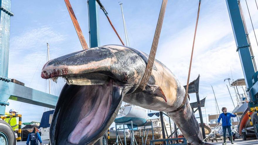 El misterio de la ballena sin vida aparecida en la bocana del Náutico de València