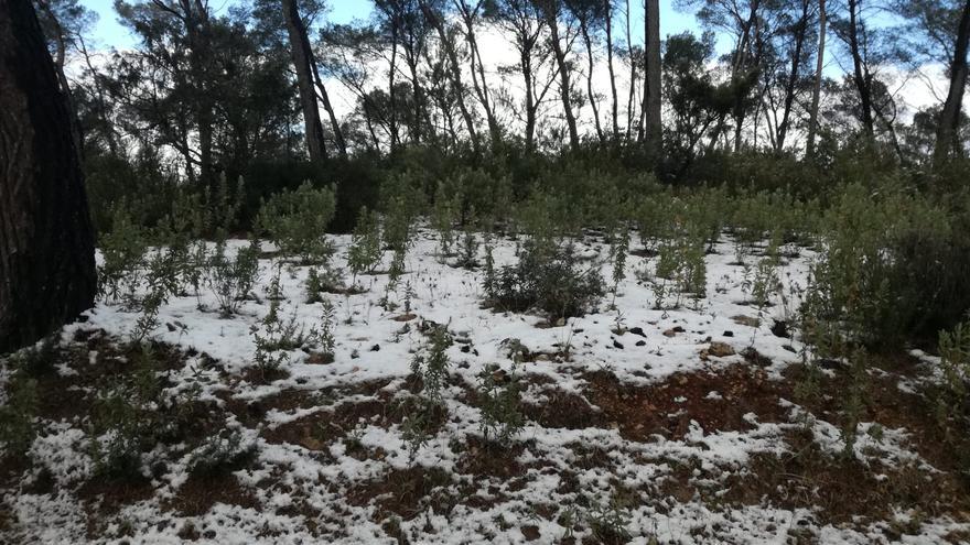 Temperaturas bajo cero en Ibiza: un manto de nieve y granizo cubre varios puntos de la isla