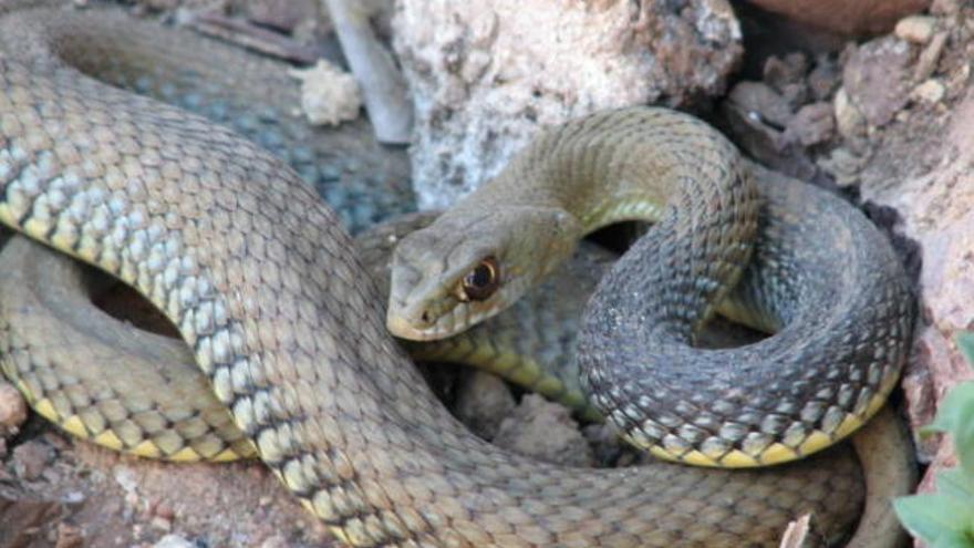 La culebra bastarda es la serpiente más común en la Comunitat