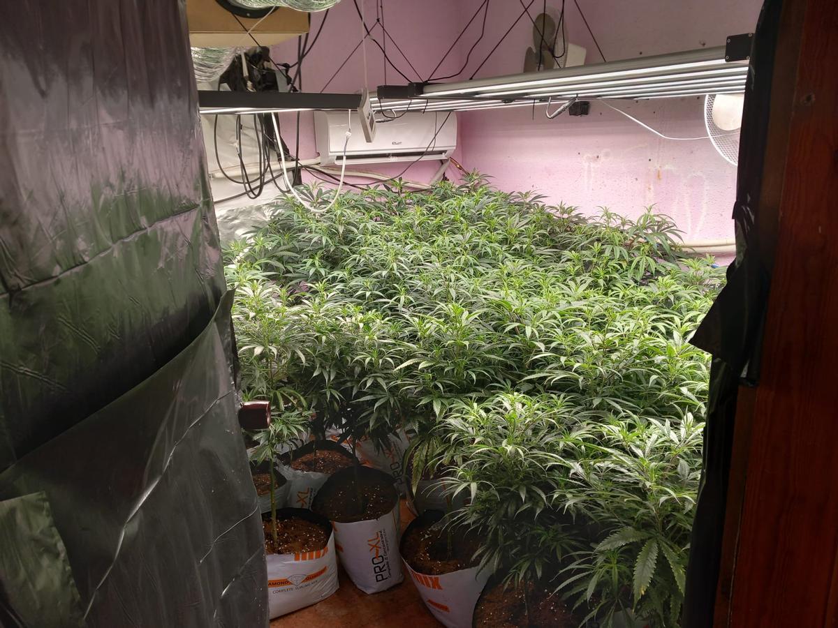 El cultiu de marihuana de Figueres.