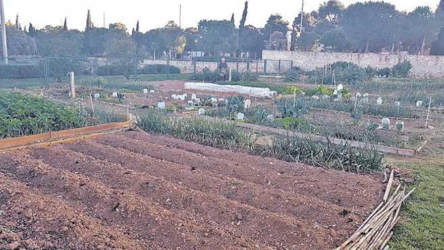 Imagen del huerto urbano del Parc de sa Riera.