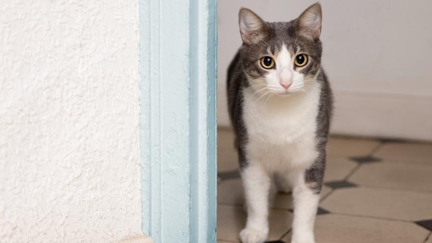 Trucos limpieza mascotas: Los remedios para eliminar las manchas y el mal  olor del pis de gato