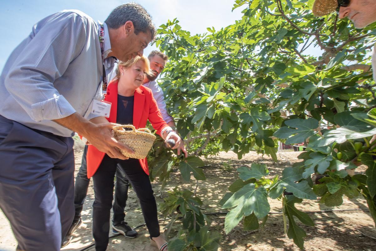 Mazón, esta semana en Orihuela recogiendo brevas junto a la alcaldesa Ana Serna y el cocinero Juliius