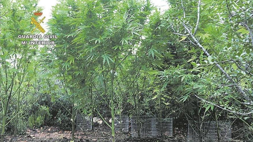 Nuevo cultivo de marihuana en Rossell con plantas de 2 metros