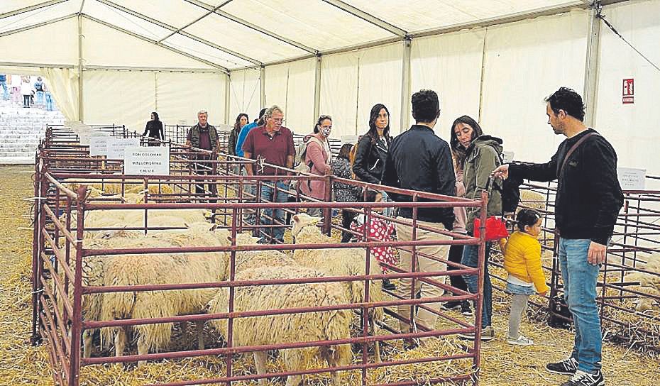 Calvià. Las diferentes muestras de animales fueron muy visitadas y fotografiadas.