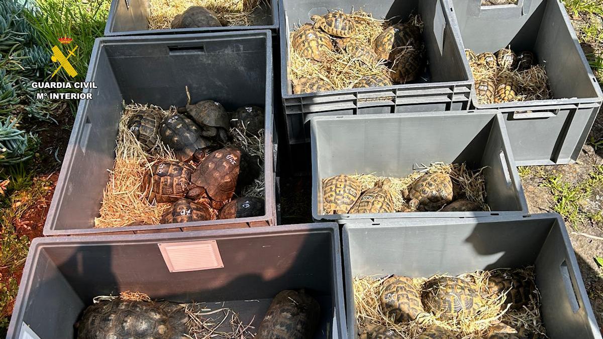 Ejemplares de tortugas protegidas localizados en la finca durante el registro, muchas de ellas en peligro de extinción y sin ningún tipo de identificación legal.