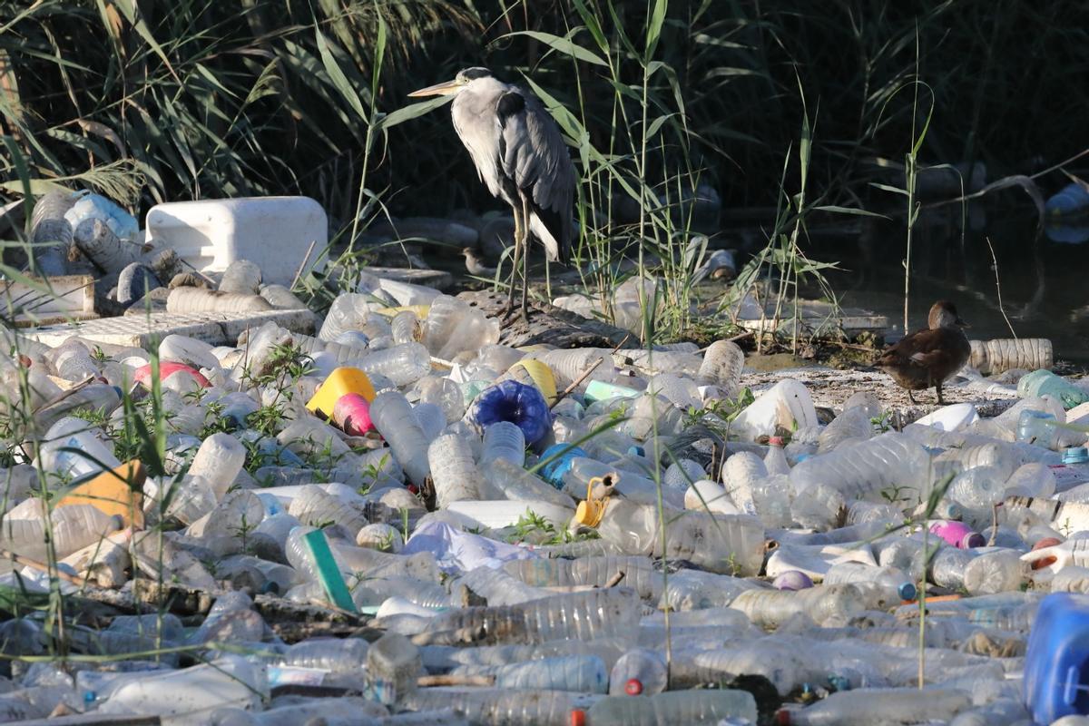 Una garza real posada sobre los residuos acumulados en la desembocadura del río en Guardamar en una imagen de esta semana