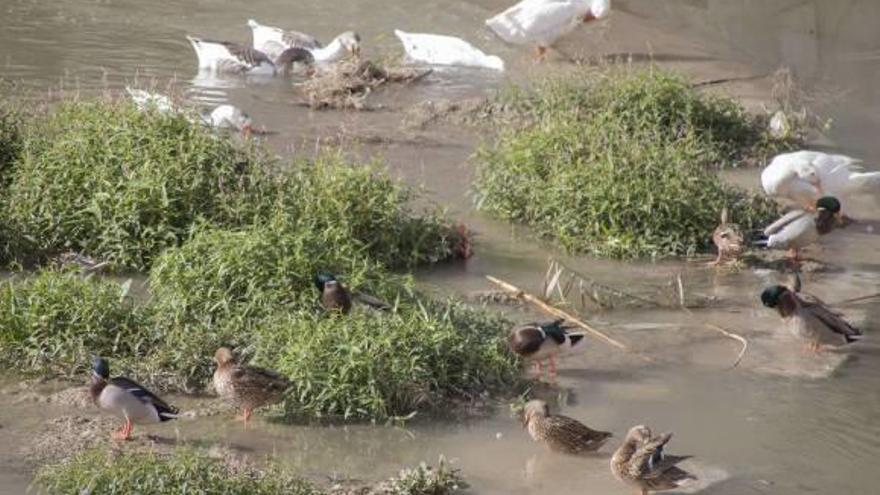 Los patos se «adueñan» de Orihuela