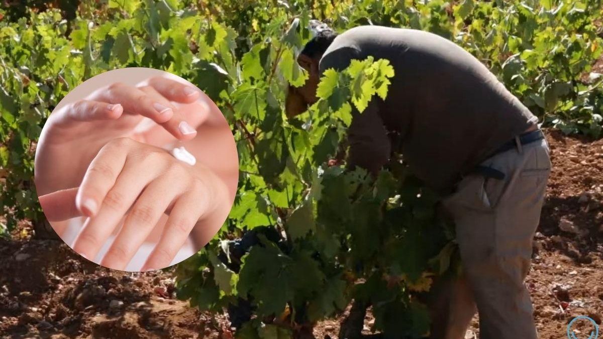Esta es la fruta que se produce en Murcia y es casi un 'milagro' contra el envejecimiento