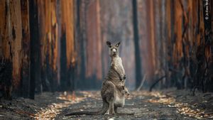 Els grans incendis seran cada cop més freqüents, alerta l’ONU