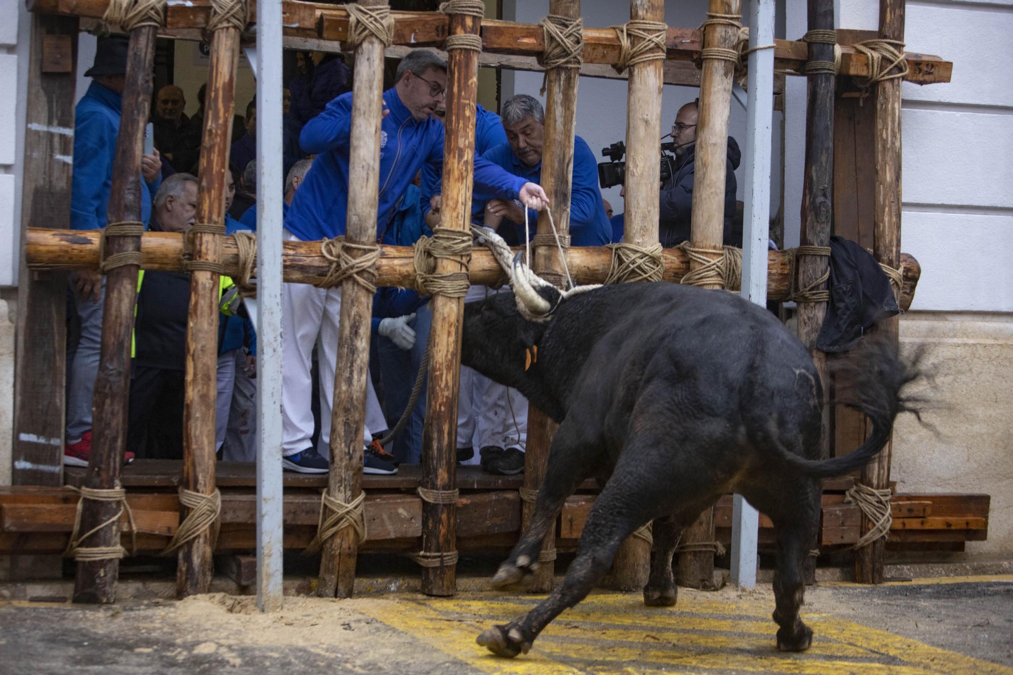 El "Bou en corda" vuelve al Pont Vell de Ontinyent