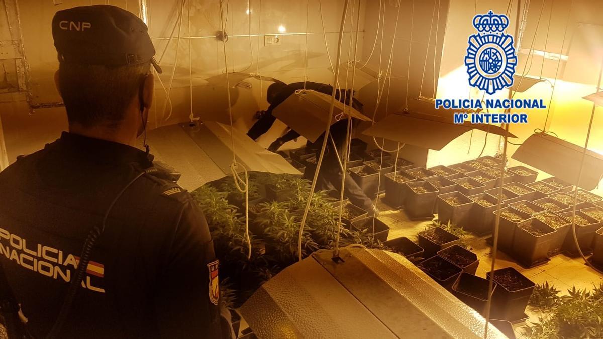 Dos agentes, con parte de las plantas encontradas en la vivienda de La Fama.