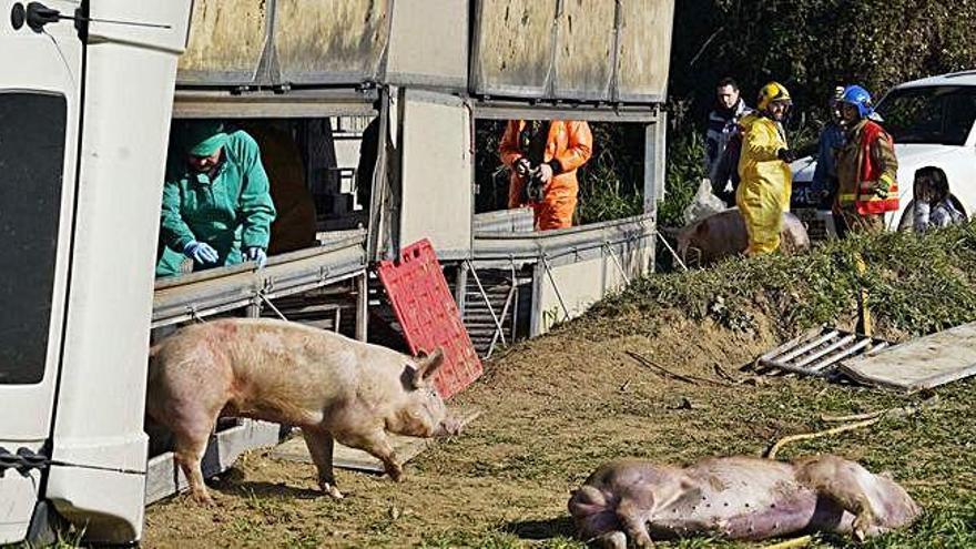 Bolca un camió amb 210 porcs a la Tallada