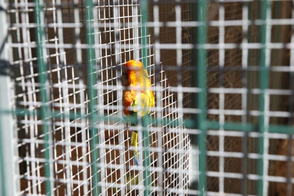 El parque Isabel la Católica supera las 600 aves