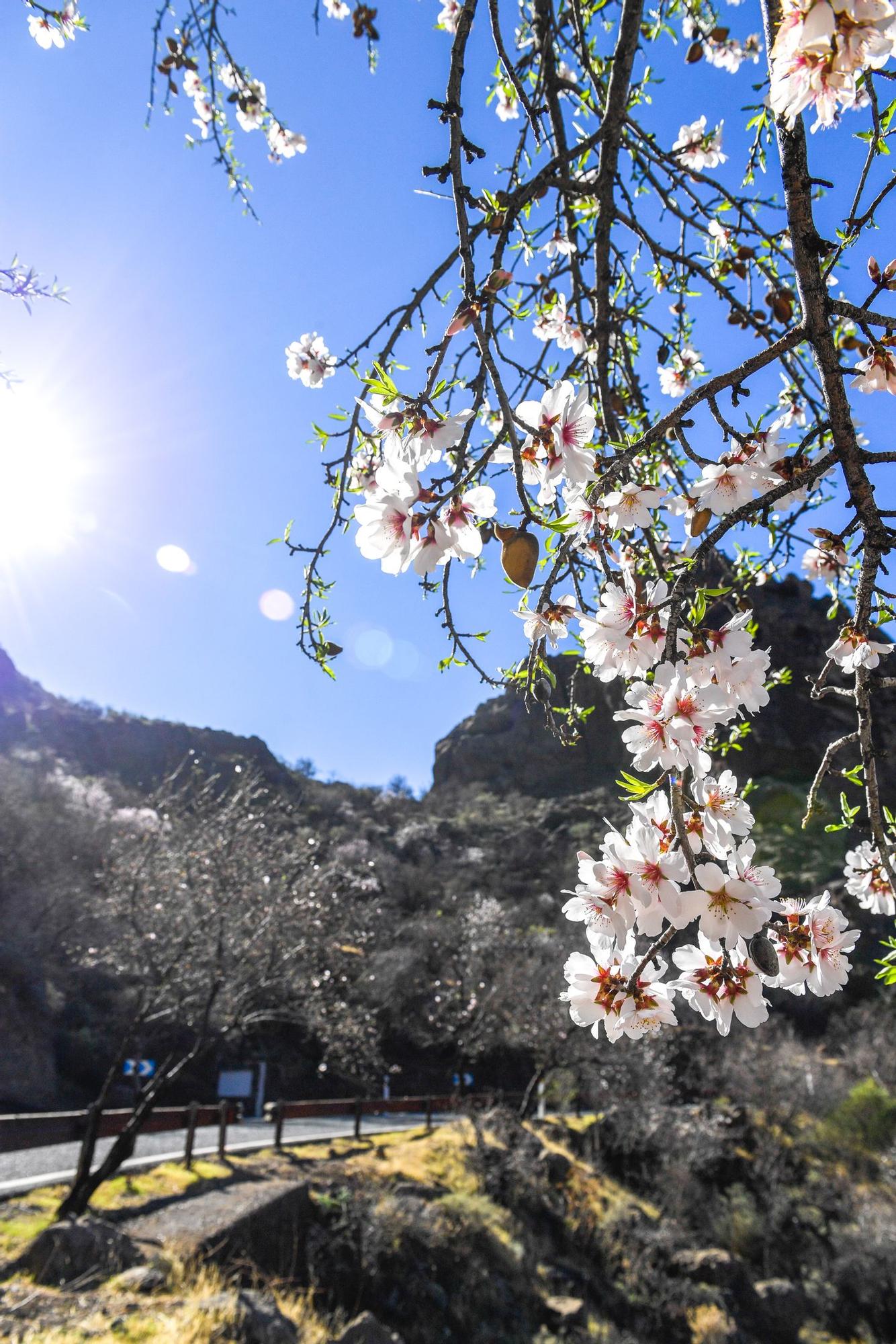 Almendros en flor en Tejeda