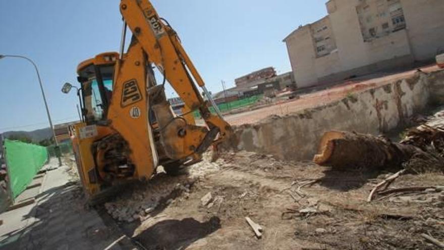 Talan en Sax un ejemplar único de palmera en las obras de un solar