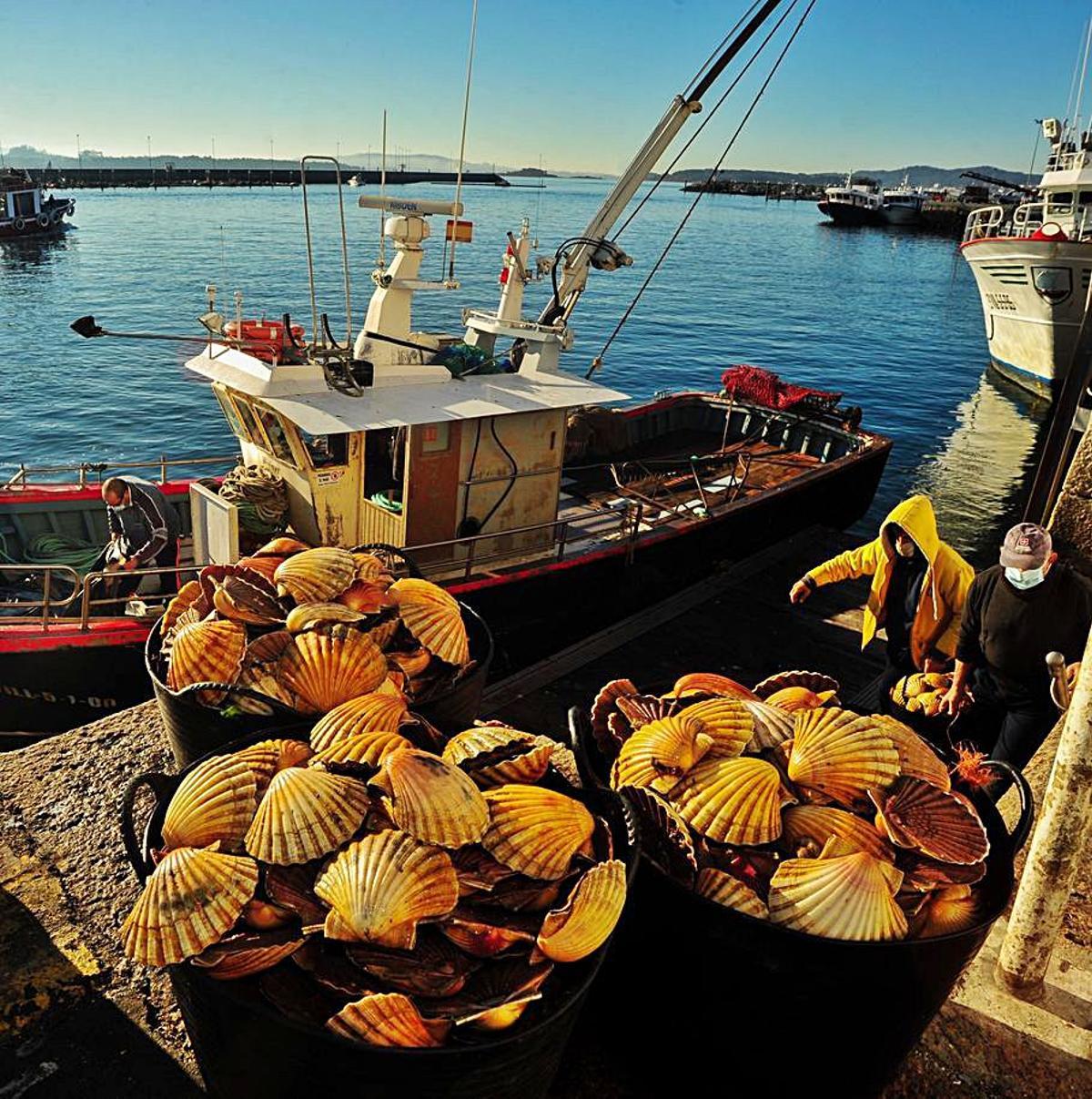 Descarga de vieira en el puerto de Cambados. |   //  IÑAKI ABELLA