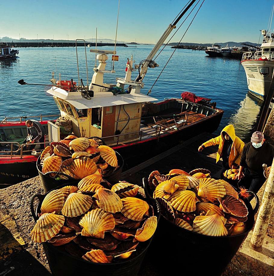 Descarga de vieira en el puerto de Cambados.