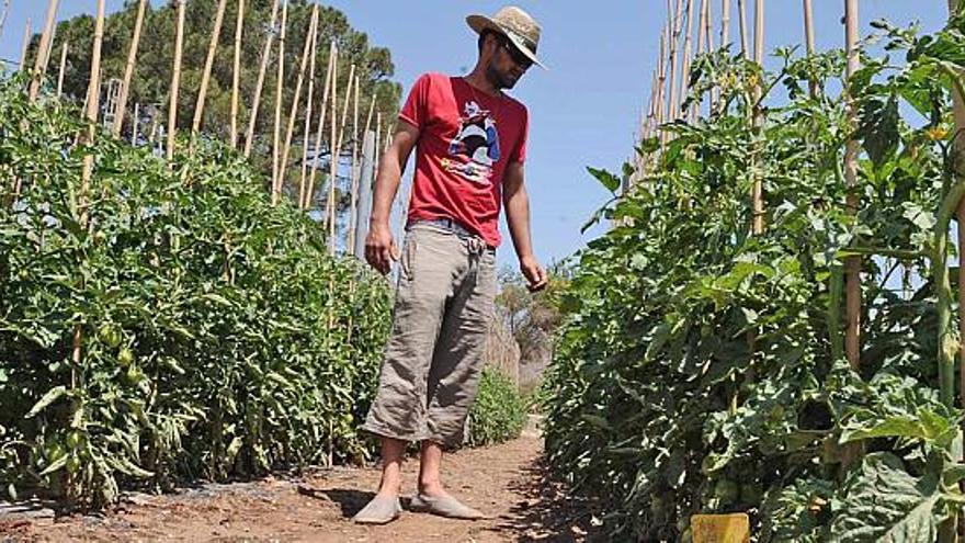 Una imagen de archivo de un campo de tomates en la comarca de la Vega Baja.