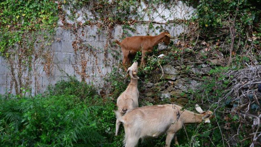 Las tres cabras se subieron a los lugares más altos de la finca.