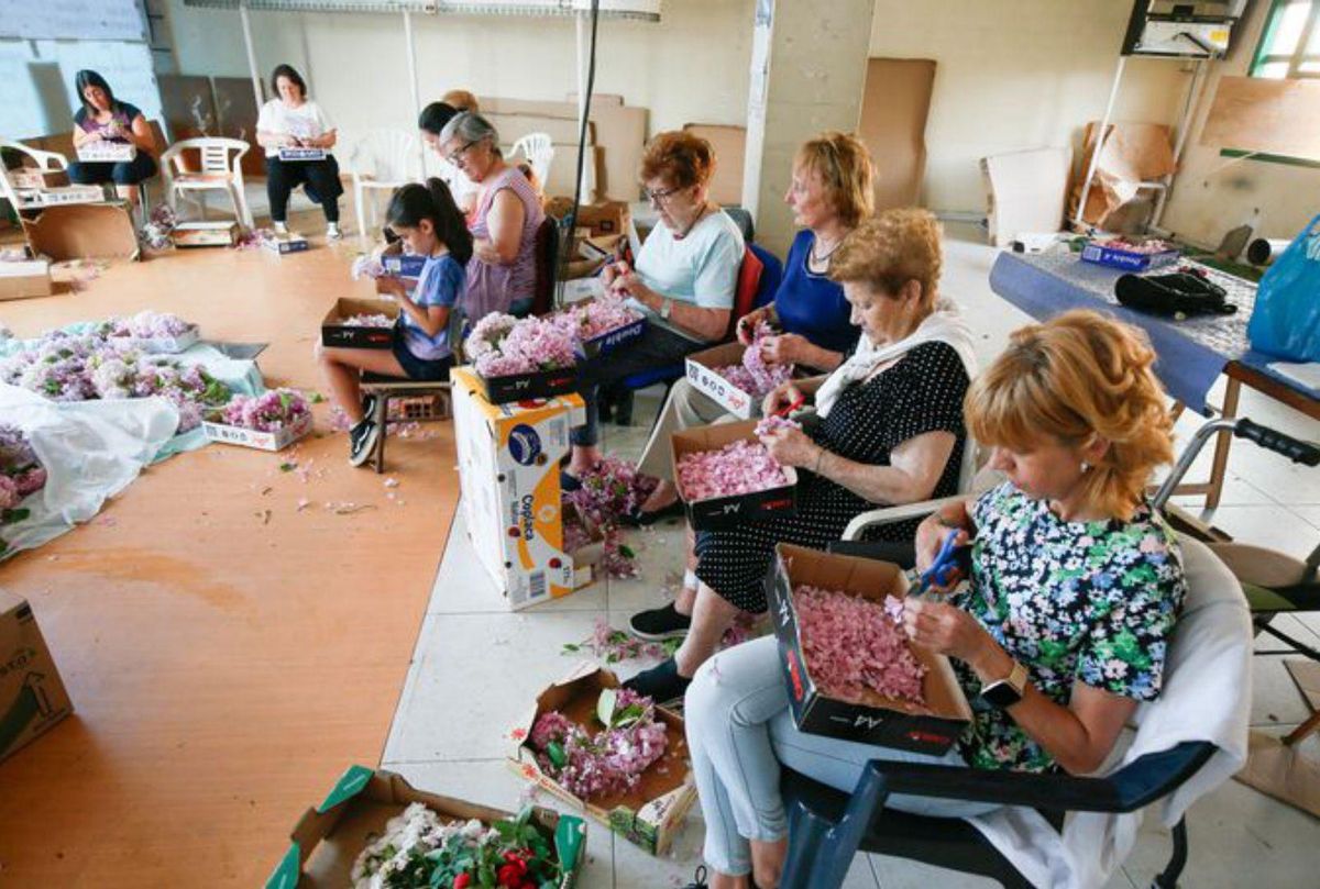 Mujeres apuran el deshoje, ayer. | A. Gutiérrez