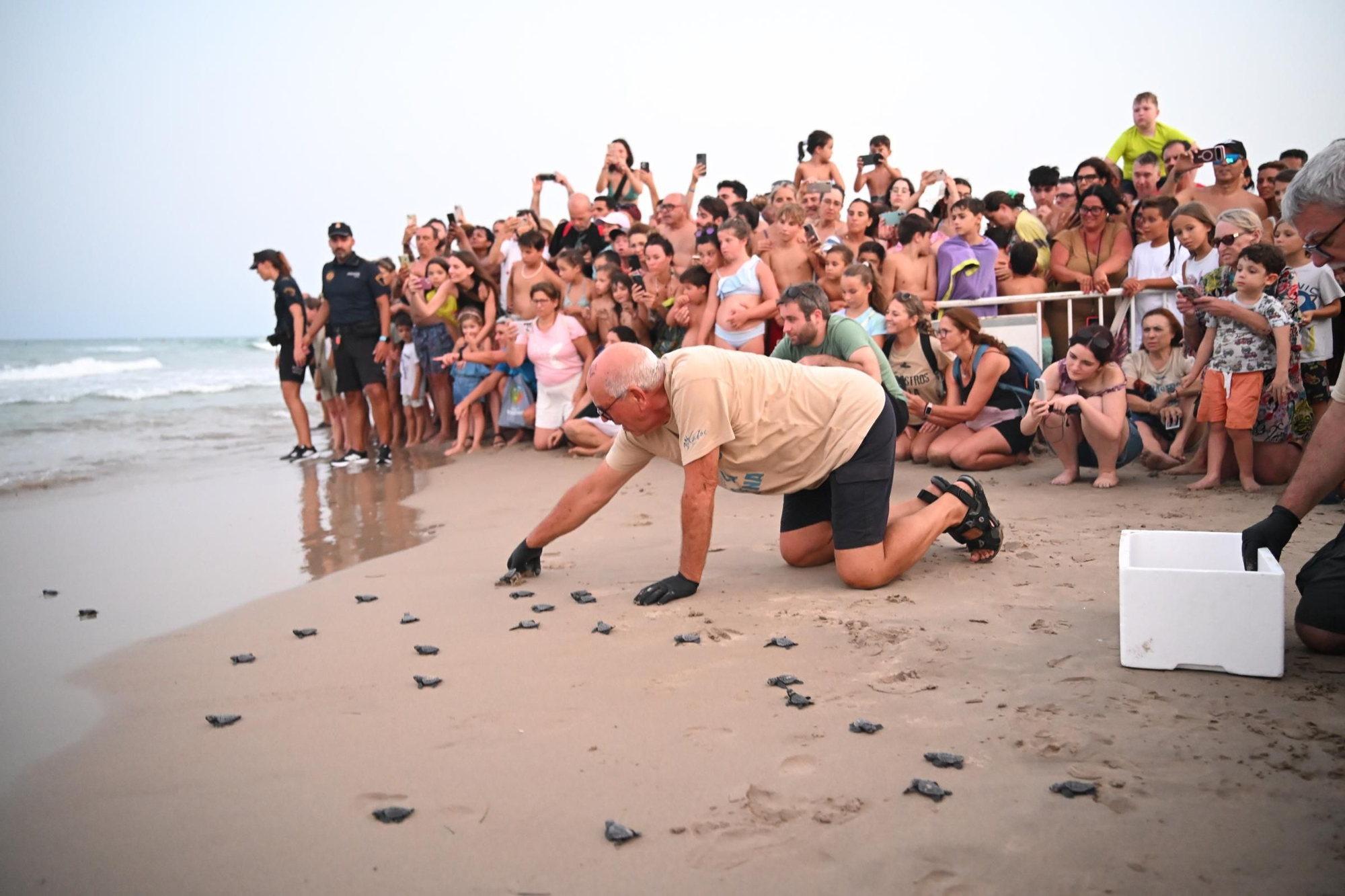 Gran expectación en Arenales del Sol por la suelta de 57 tortugas bobas recién nacidas