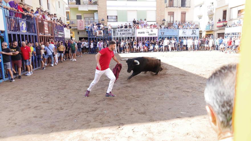 Exhibición de un toro cerril de Garcigrande en las fiestas de Almassora