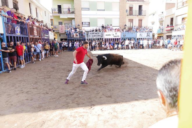 Exhibición de un toro cerril de Garcigrande en las fiestas de Almassora