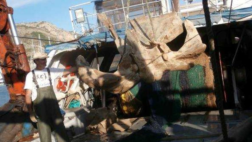 Amadeu Ros posa junto al cráneo del rorcual. A la izquierda, la tripulación del Cap Prim Segon baja del barco la mandíbula de la ballena.