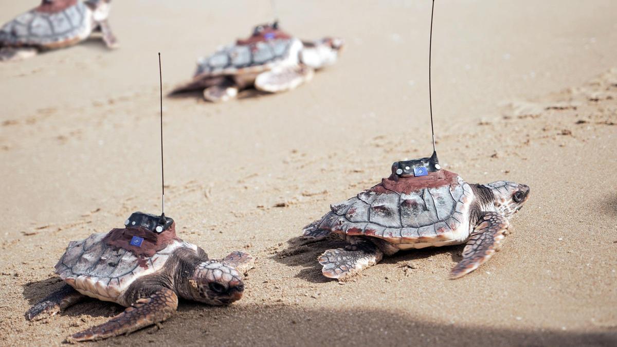 Las cuatro tortugas head starting entrando al mar con los emisores saltelitales para realizar el seguimiento