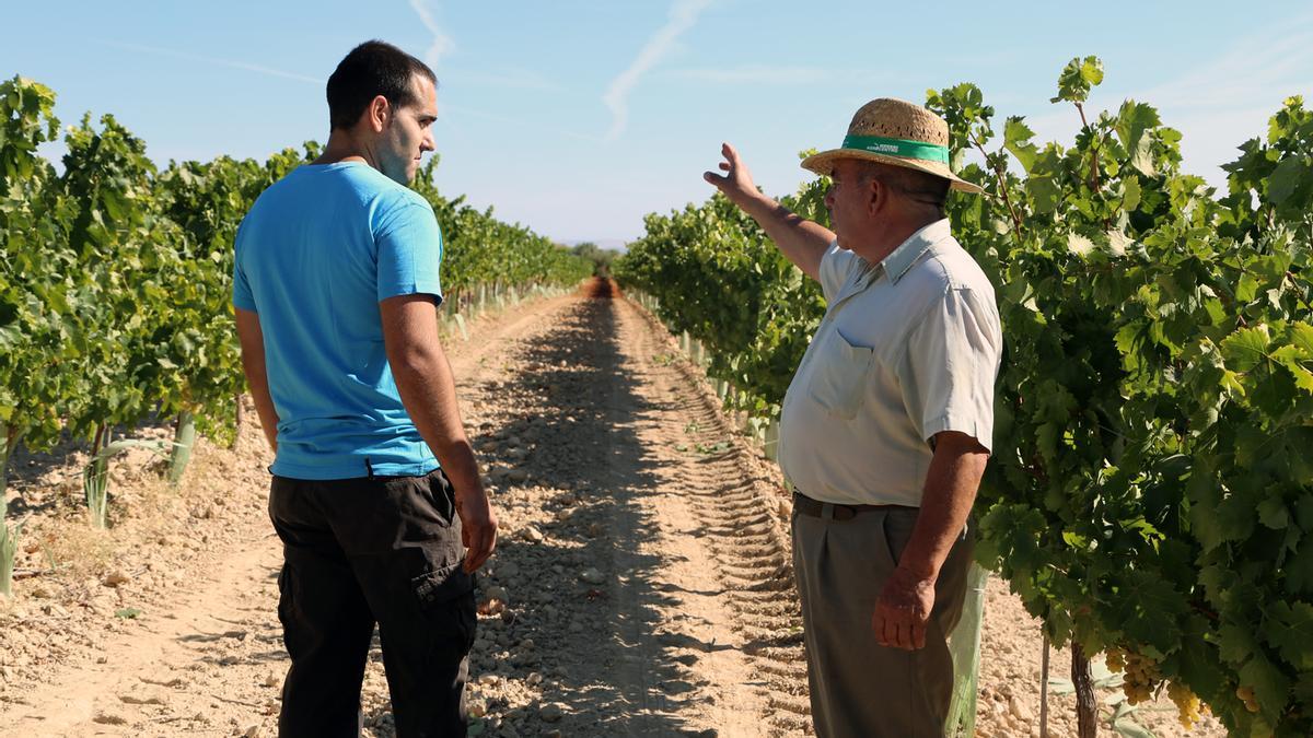 Dos viticultores conversan en un viñedo en espaldera situado en el término municipal de Montilla.