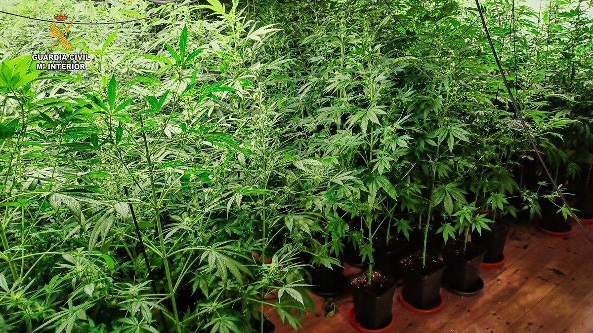 Un detenido en el desmantelamiento de una plantación de marihuana en Oza-Cesuras