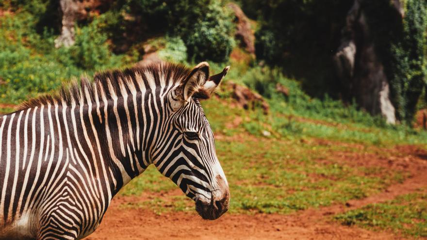 Se declara transespecie y denuncia un refugio de animales