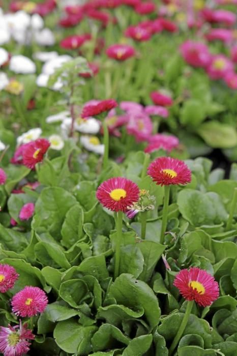 In ihrem Garten bei Sencelles züchtet Heide Göbel wilde Kräuter, Gemüse sowie Zierpflanzen mit Blüten, die nicht nur essbar sind, sondern richtig gut schmecken.