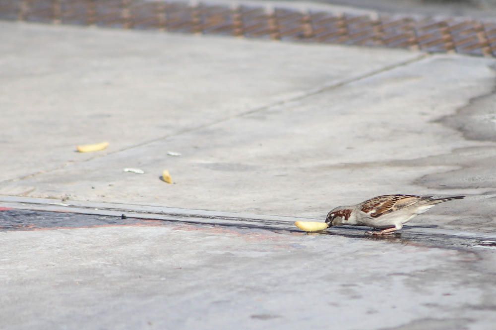 El gorrión común está desapareciendo de las zonas urbanas por causas que todavía no están muy claras.