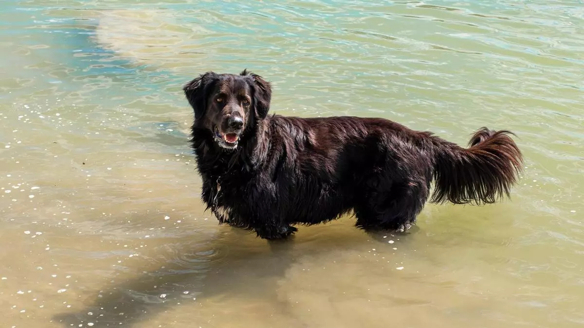 La historia de Henry, el perro que dona su sangre para ayudar a otros animales