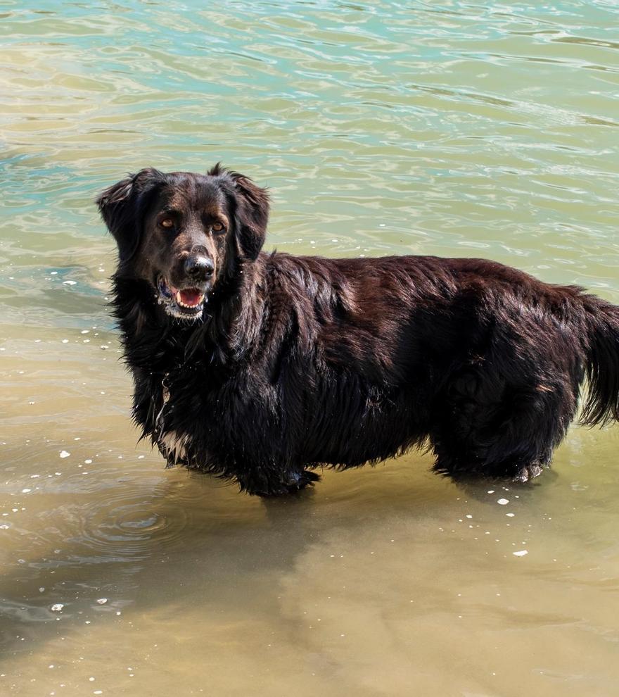 La historia de Henry, el perro que dona su sangre para ayudar a otros animales