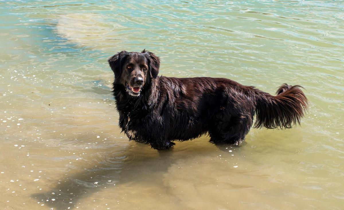 Herny es un retriever de color negro.