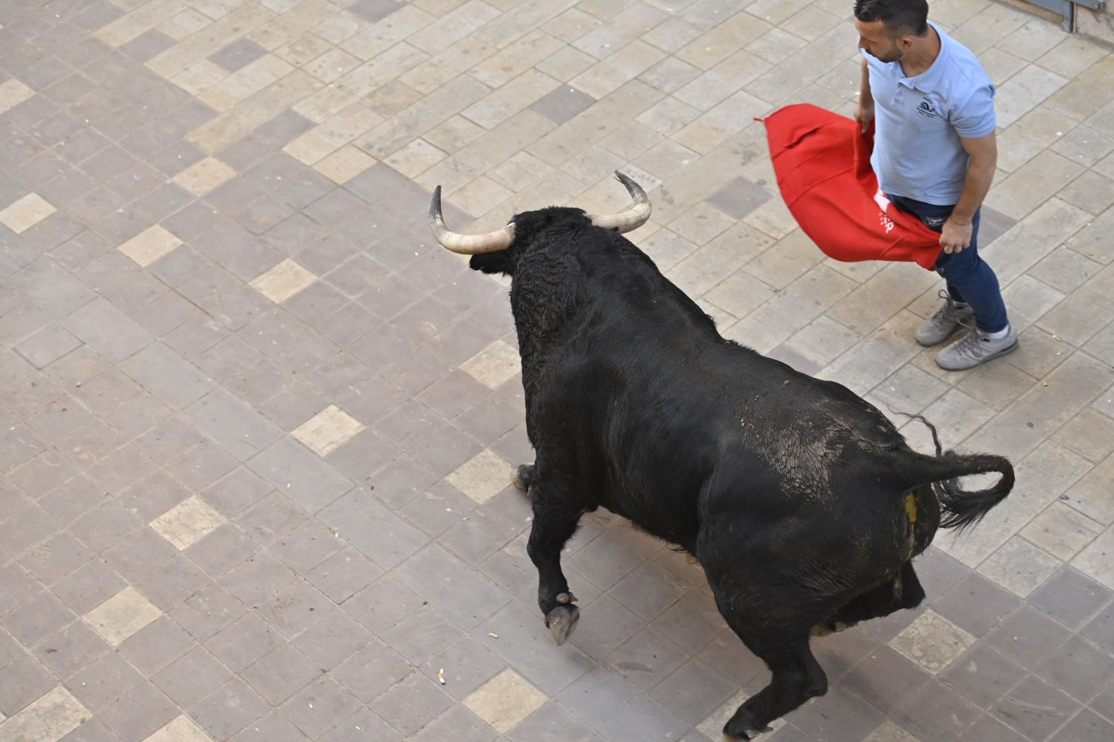 Galería | Primera tarde de toros en Almassora