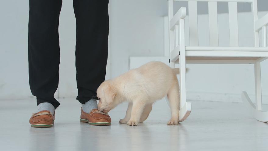 PERROS: ¿Por qué los perros muerden los pies y cómo hacer para que pare de  hacerlo?