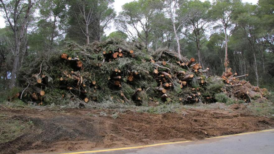 Pals nega &quot;tales abusives&quot; d&#039;arbres que han denunciat entitats ecologistes