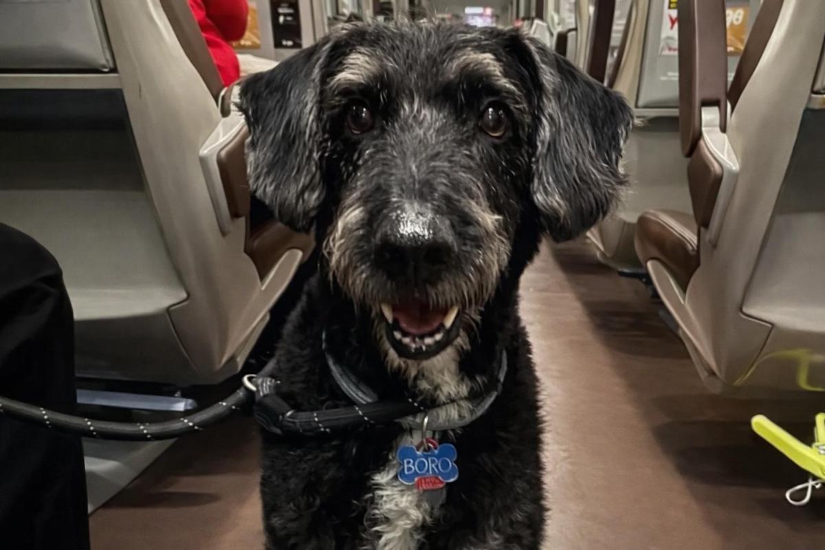 Boro, el perro desaparecido en el descarrilamiento del tren Iryo en Adamuz.