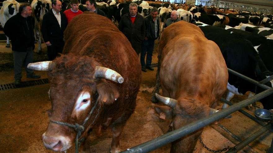 El buey, a la izquierda, tiene unos ocho años y pesa alrededor de 750 kilos en canal.// David Méndez