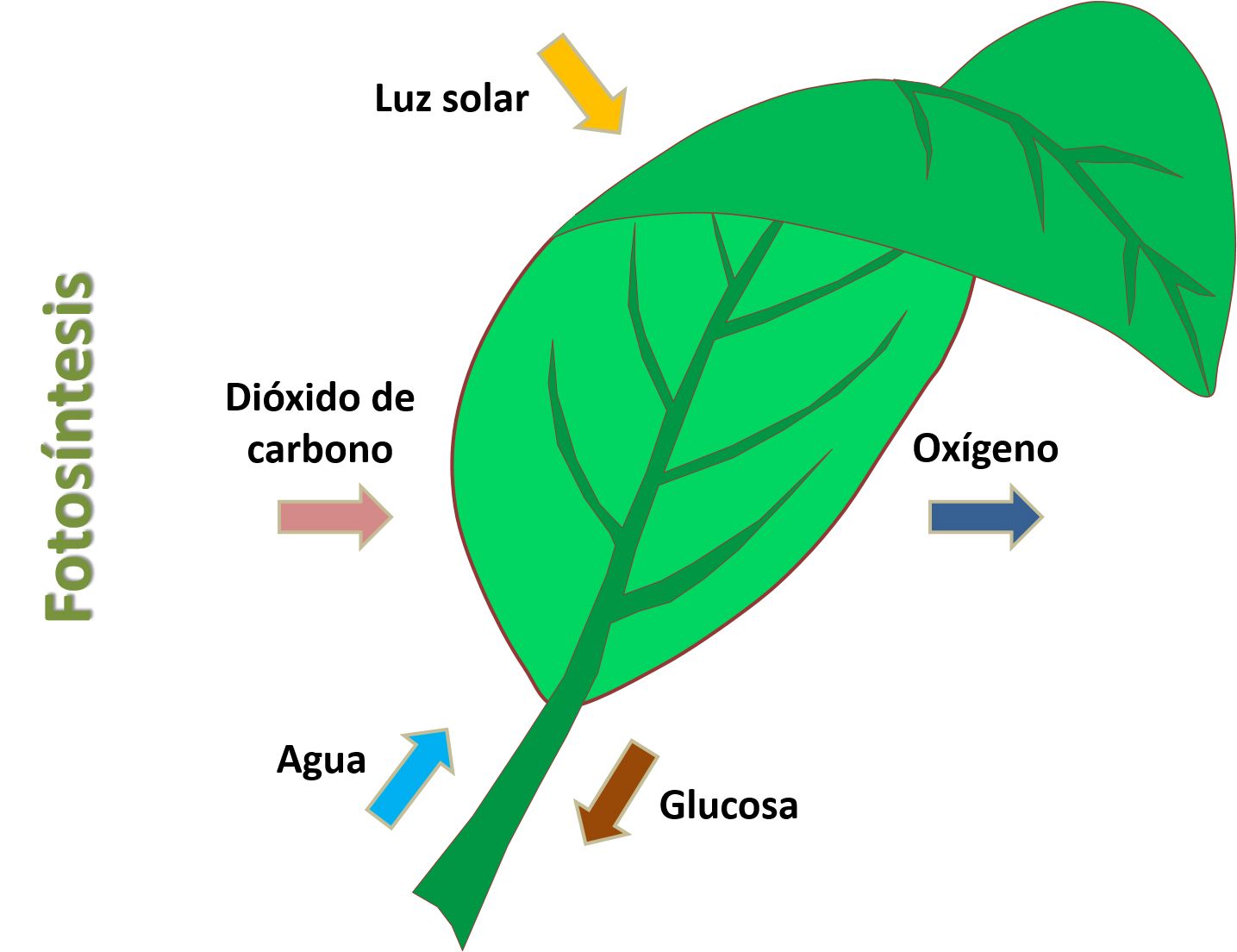 Las hojas y la clorofila - La Opinión de Murcia