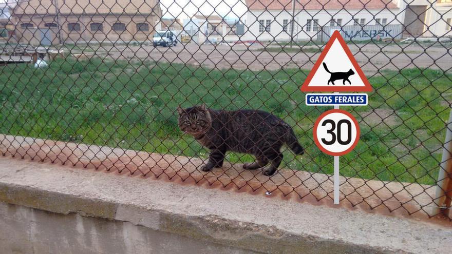 Velocidad limitada en La Unión para salvar la vida a los gatos callejeros