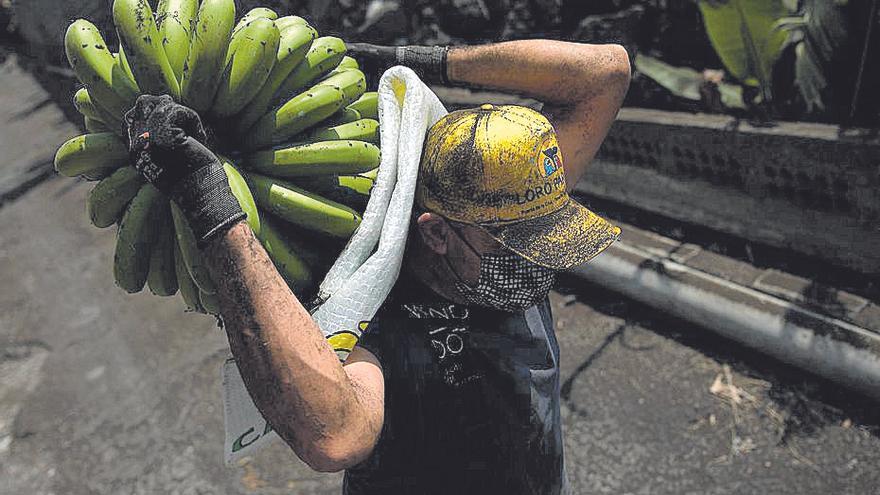 Un trabajador en una finca de plataneras en La Palma.