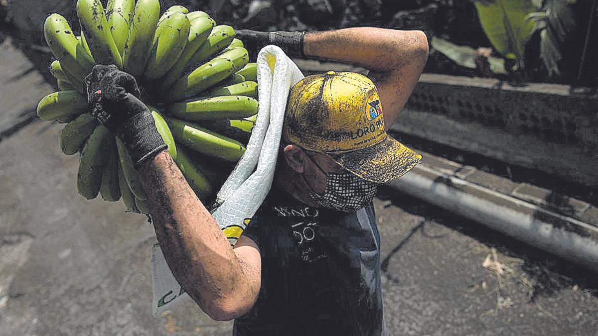 Un trabajador en una finca de plataneras en La Palma.