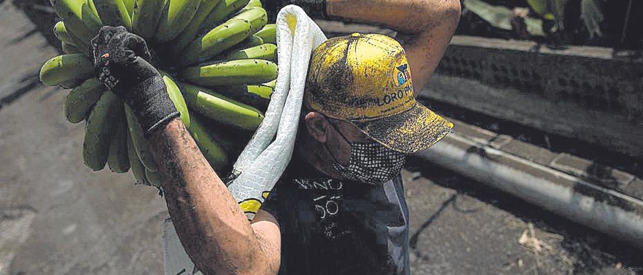 Un trabajador en una finca de plataneras en La Palma.